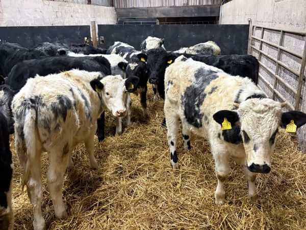Blue lim and sim bulls - Main image