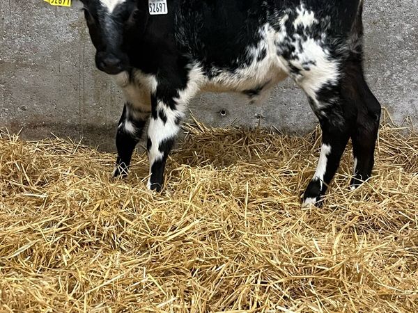 6 Heifer Calves - Main image