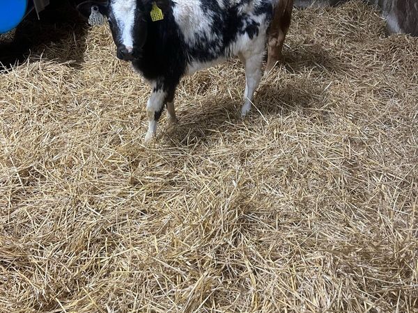 Continental heifer calf’s for sale - Main image