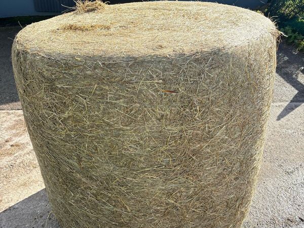 2026 Round Bales of Haylage - Main image