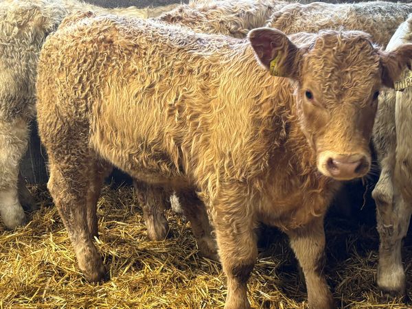 ⭐️ 6 Super Charolais Bull Weanlings ⭐️ - Main image
