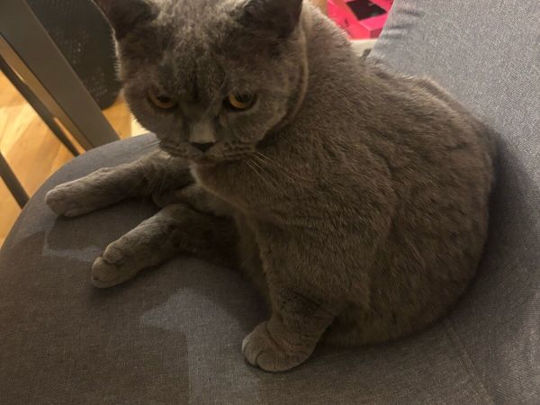 Cats for adoption - Main image