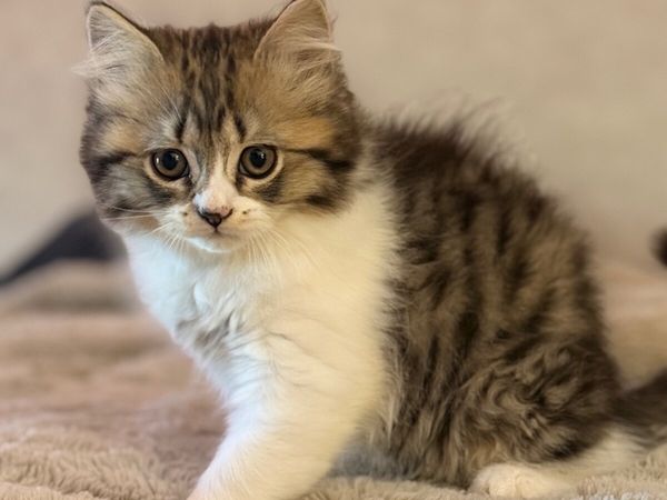 Kittens (British shorthair) - Main image