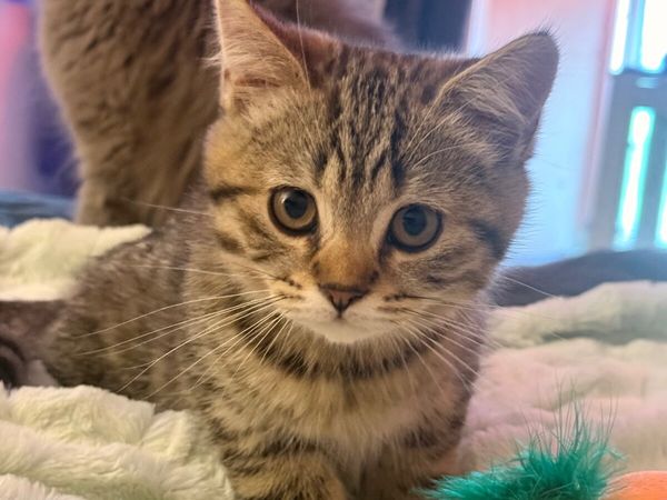 Kittens (British shorthair) - Main image