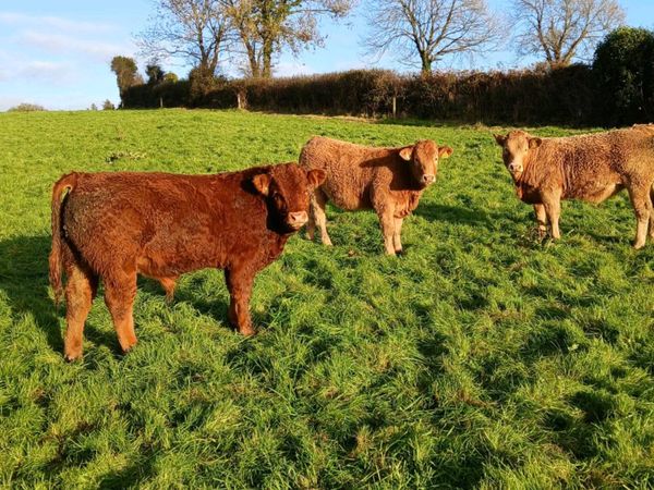 Weanlings corrin mart Thursday - Main image