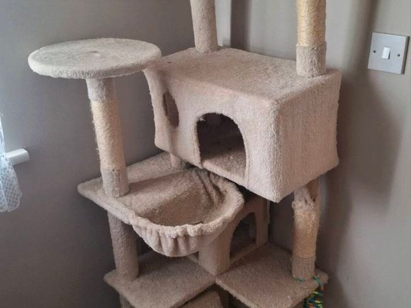 Cat Climbing Tree - Main image