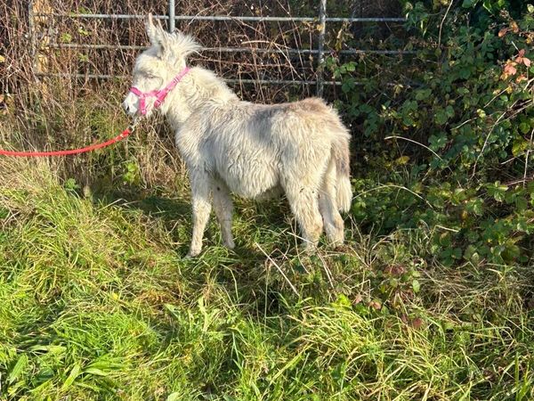 SNOW WHITE DONKEY FOAL - Main image