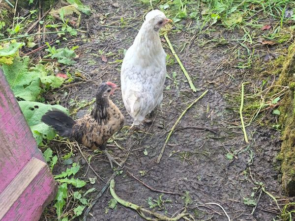 Poultry - Main image