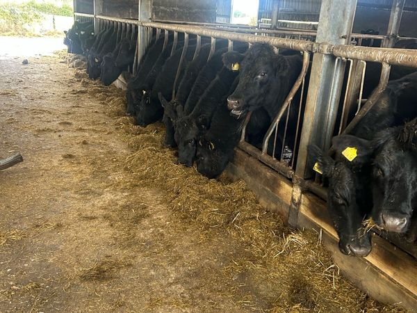 45 AAX cattle - Main image
