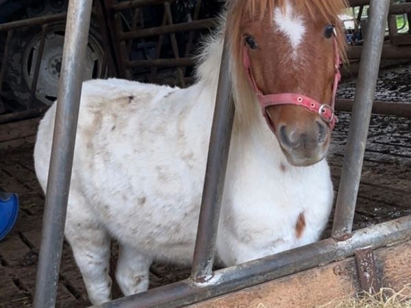 PET / COMPANION SHETLAND GELDING - Main image