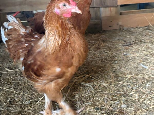 Cockerel - Main image