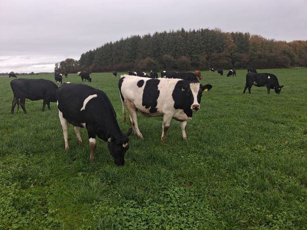 Incalf fr heifers - Main image