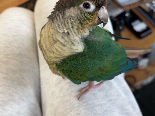 Tame Green Cheek Conure - Main image