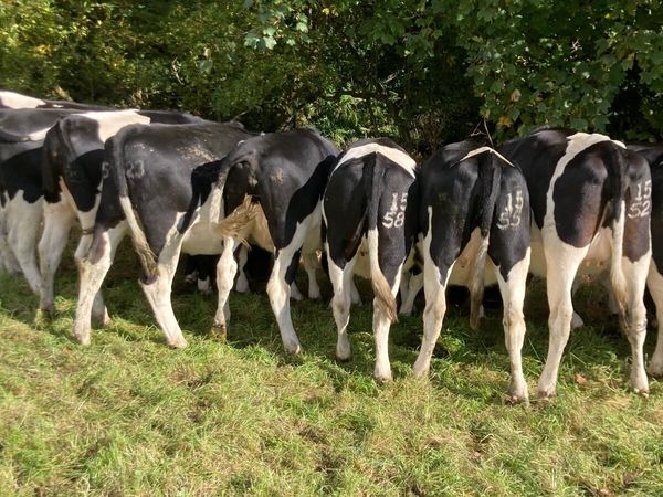 Dairy heifers - Main image