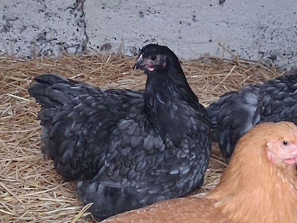 Orpington hens - Main image