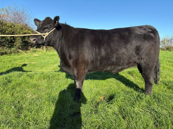 Pedigree Angus Heifers - Main image