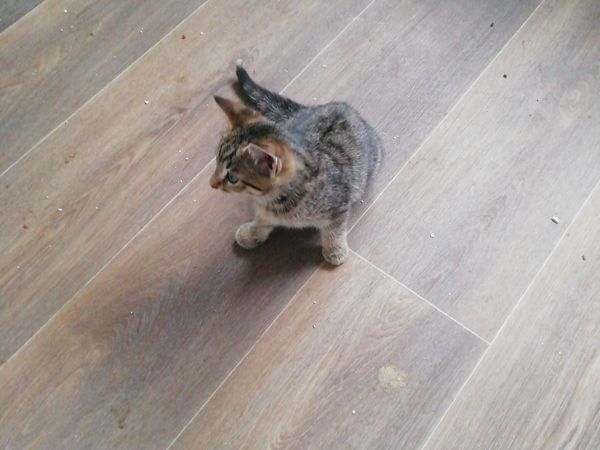 Kittens - Main image