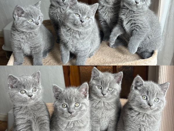 British Shorthair Kittens For Sale - Main image