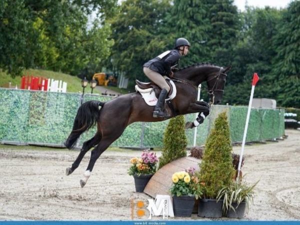 Competitive 6 yr old gelding - Main image