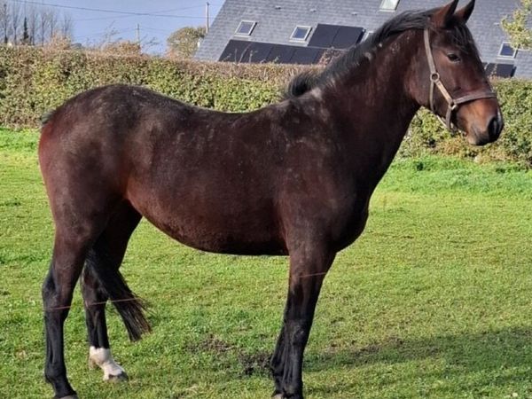 Rising 3 year old Bay Filly - Main image