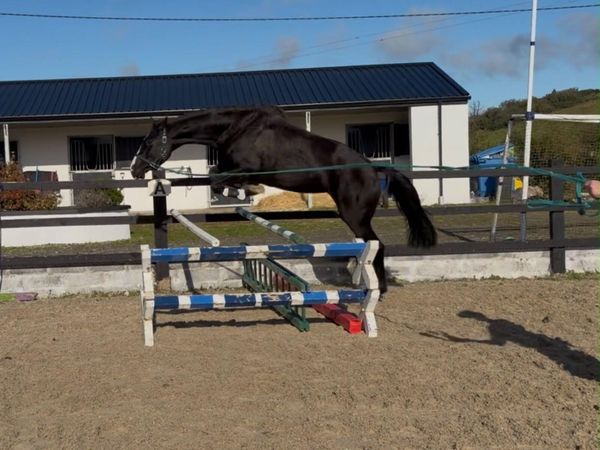 Sport Horse - Main image