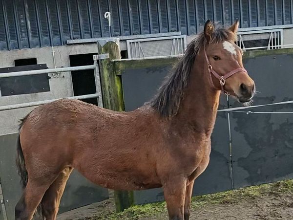Quality Connemara filly with a bright future - Main image