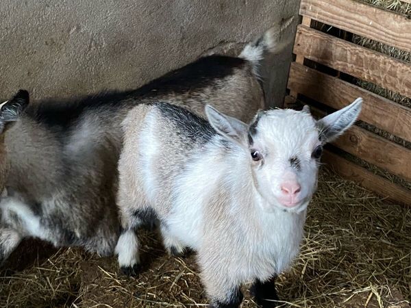 Pygmy goat kids - Main image