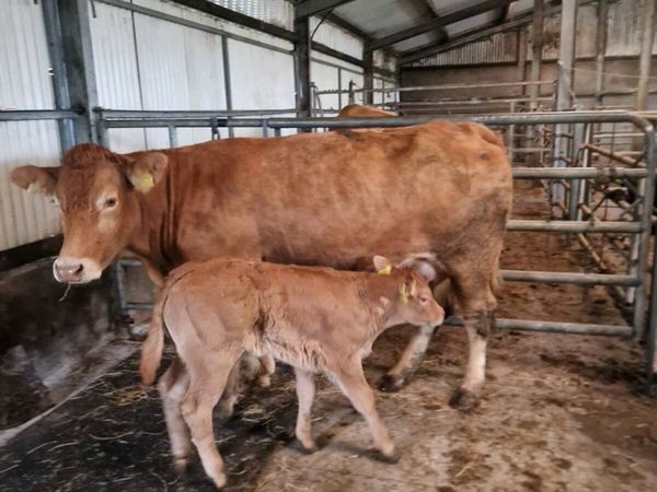 2 first calvers - Main image