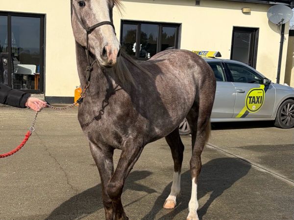 CASTLE AURORA-QUALITY ISH FILLY 🐴 - Main image