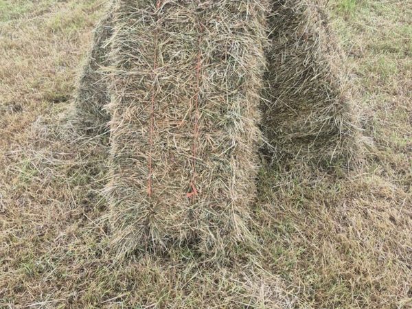 Hay - Main image
