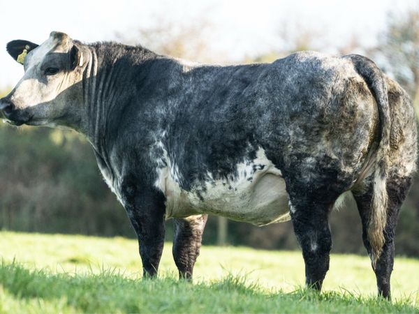 🔥Walter Brennan 19th annual incalf heifer sale - Main image