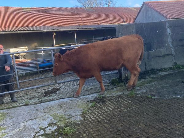 Suckler heifers - Main image