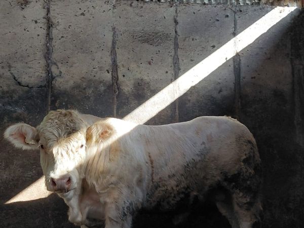 Charolais Bull - Main image