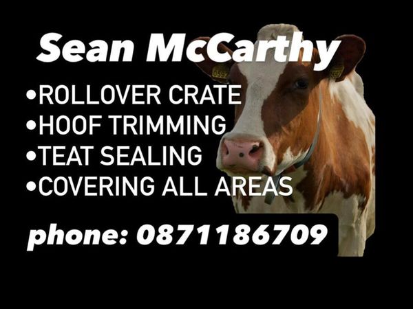 Heifer Teat sealing - Main image