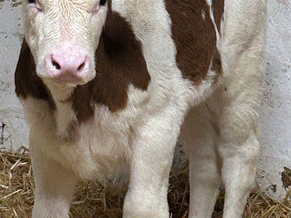 A SUPER QUALITY RED SIMMENTAL HEIFER CALF - Main image