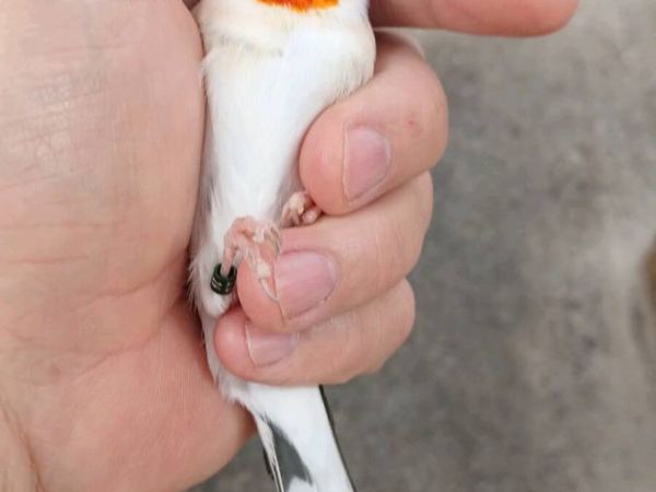 Siberian birds for sale. - Main image