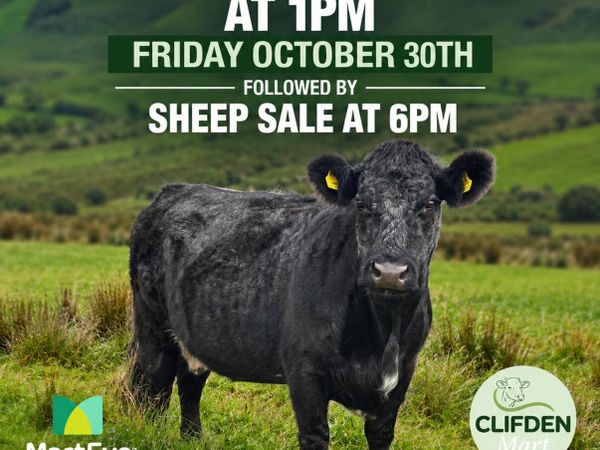 Oct 30th Cattle & Sheep Sale – 1pm - Clifden Mart - Main image