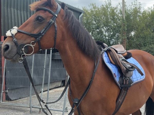 Bombproof Pony 14.1 hands - Main image