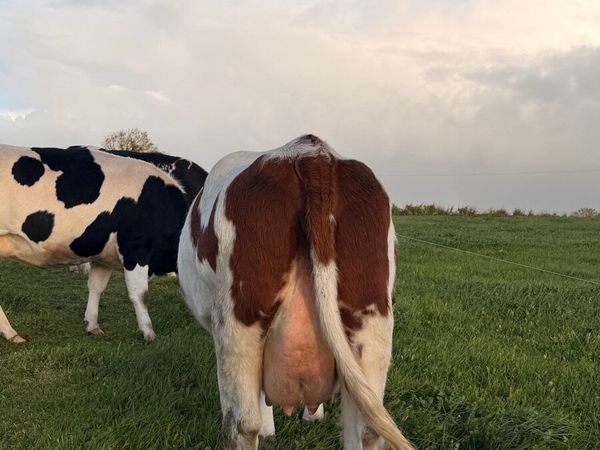 Heifer for sale - Main image
