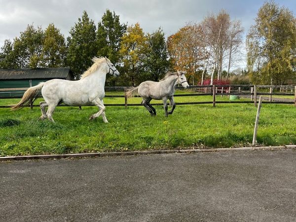 R.I.D. Foal - Main image
