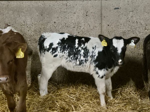 8 Smashing Strong Heifer calves for sale - Main image