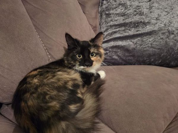 Kitten - Main image