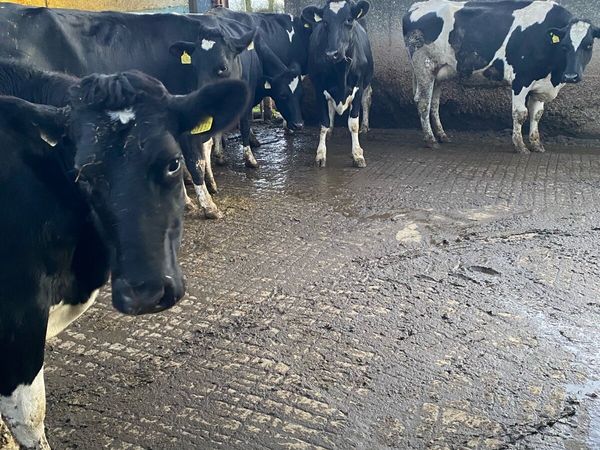 5 Friesian Heifers and 1 PB HEX Bull for Sale - Main image