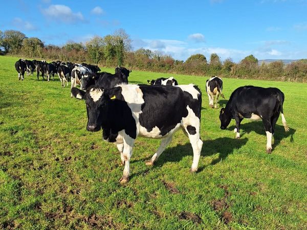 Dairy Incalf Heifers. - Main image