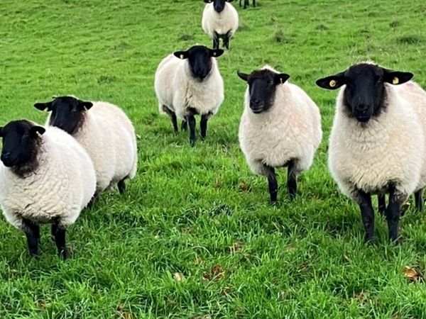 Top Quality Suffolk Hoggets x 8 - Main image