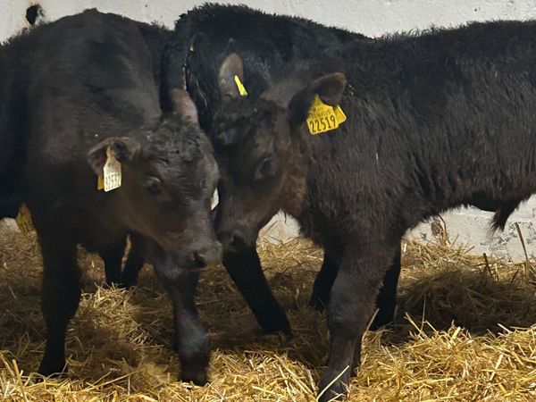6 TOP QUALITY CANADIAN ANGUS BULL CALVES - Main image