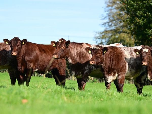 Glebefarm & Maralin Beef Shorthorns - Main image