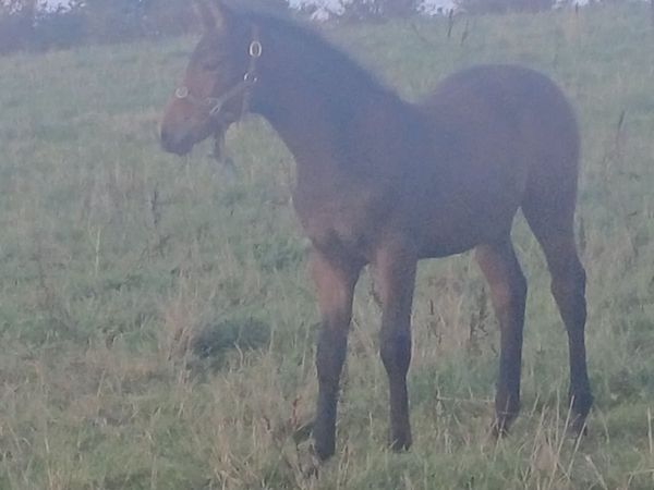Foal - Main image