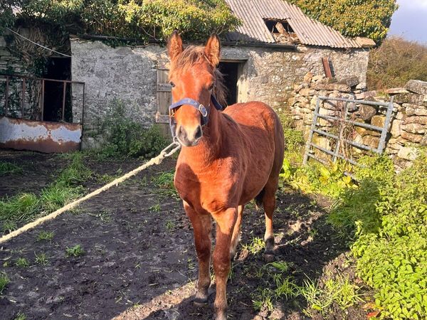 Colt Foal 6 months Old - Main image