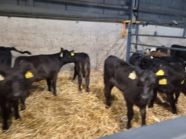 11 Quality Aberdeen Angus Heifer sucks - Main image